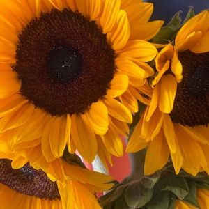 Meet your Posher, Summer